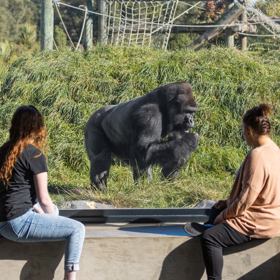 Help Fund Our Gorilla Upgrades