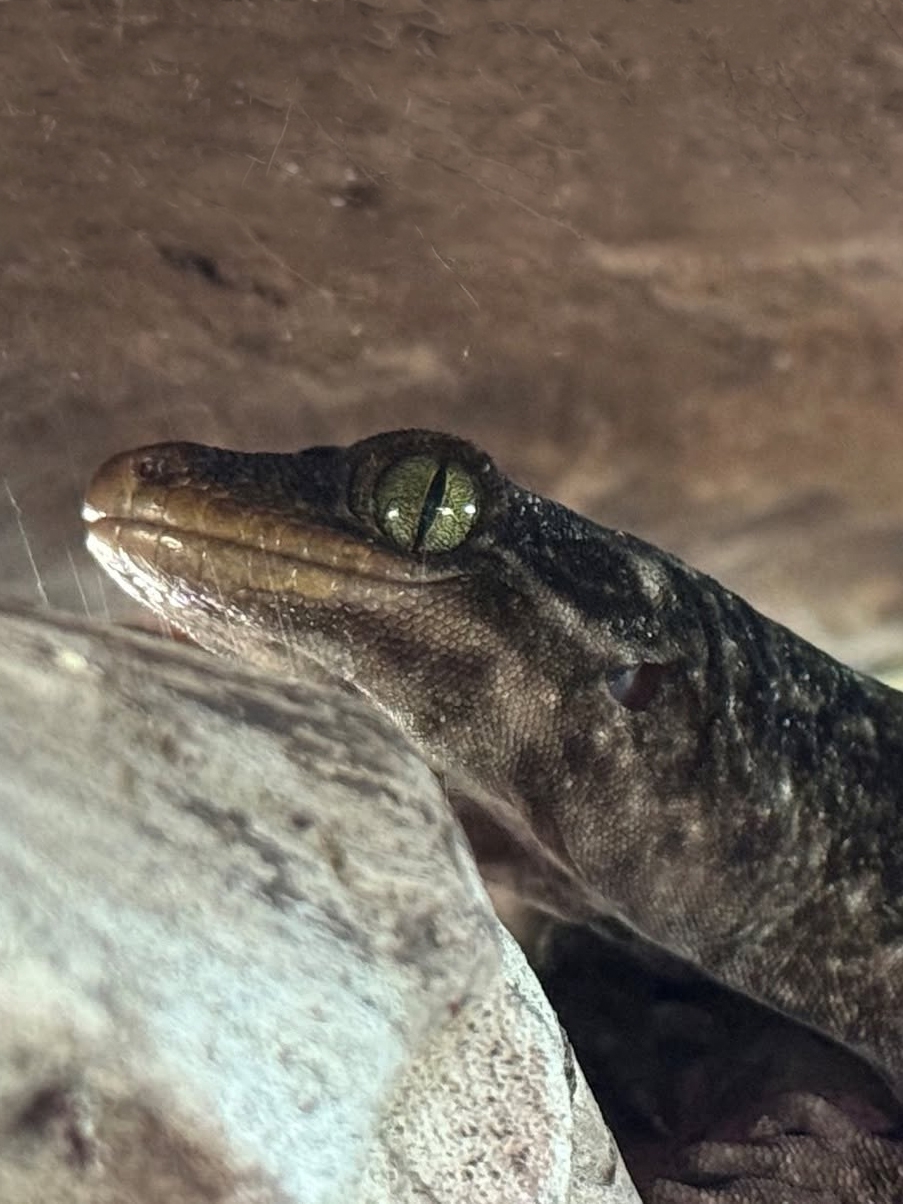 Gecko (Duvaucel's