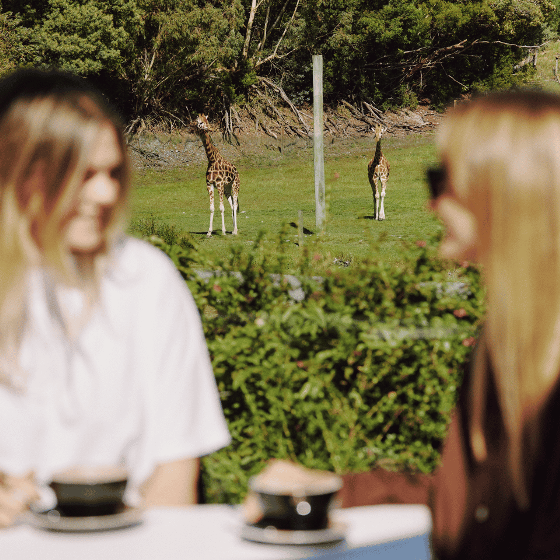 Two friends having coffee with giraffe grazing in the paddock behind