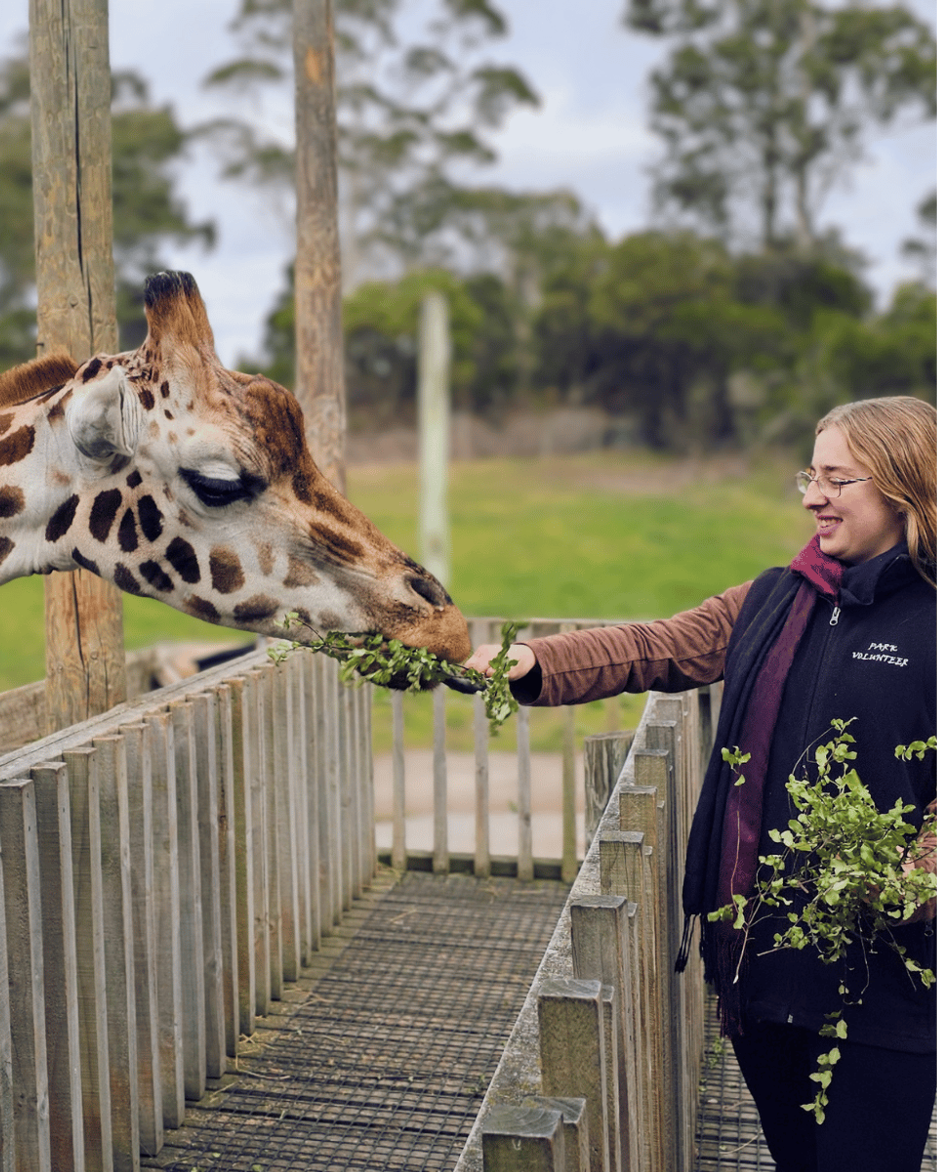 A keeper hand-feeding leafy branches to a giraffe from the feeding platform