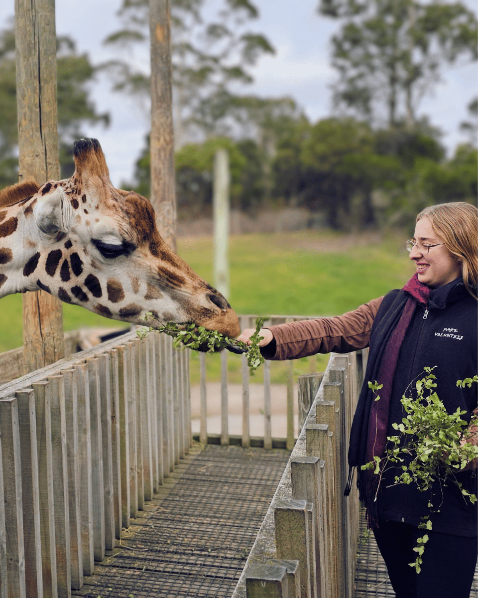A keeper hand-feeding leafy branches to a giraffe from the feeding platform