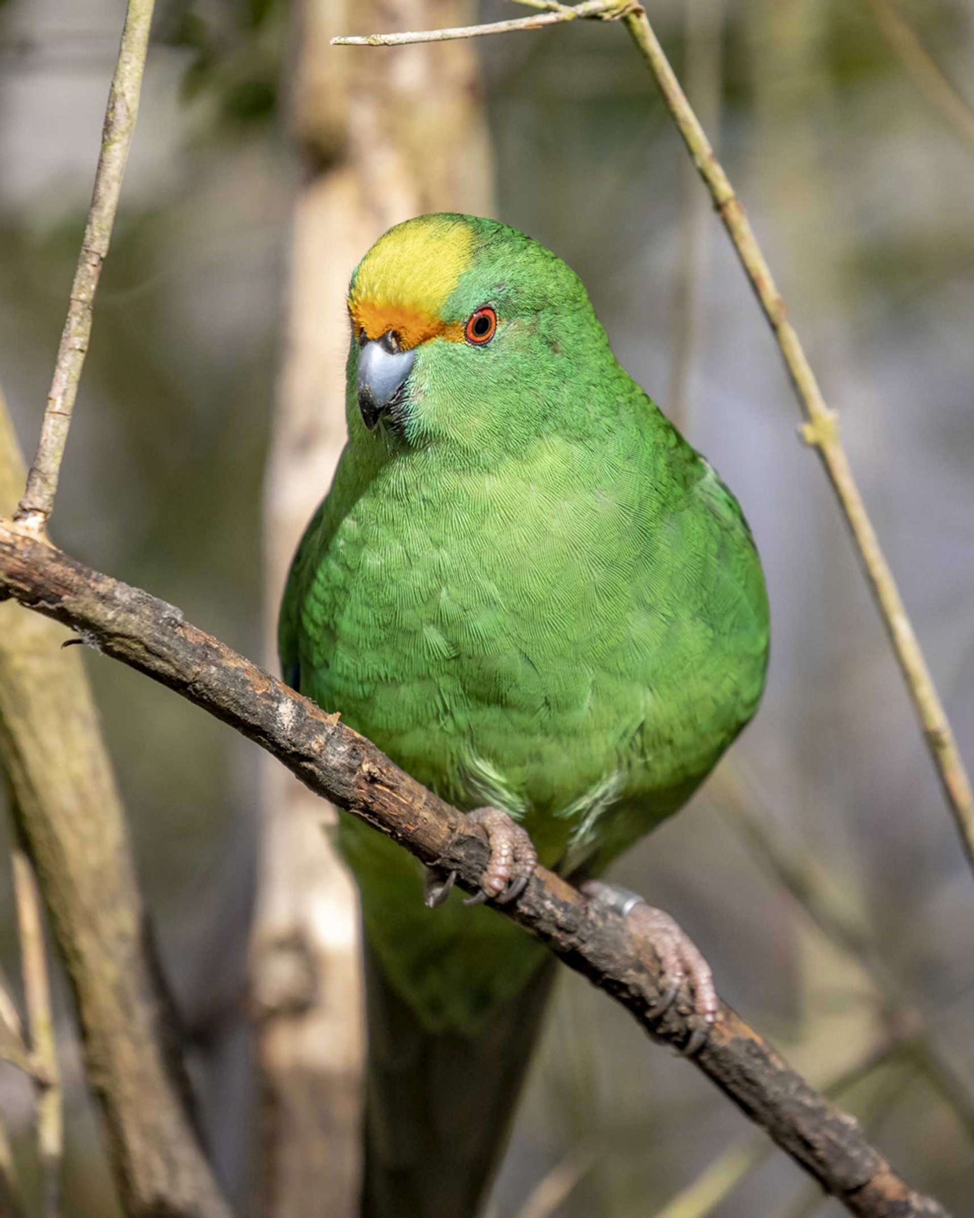 We Joined the Kākāriki Karaka Breeding Programme
