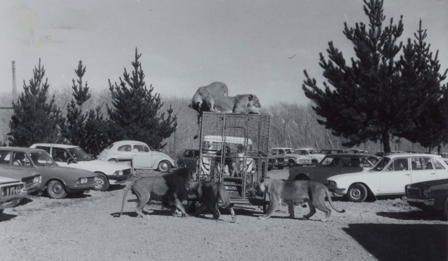 Lions roam among visitors’ cars in Orana’s drive-through lion reserve in the 1970s