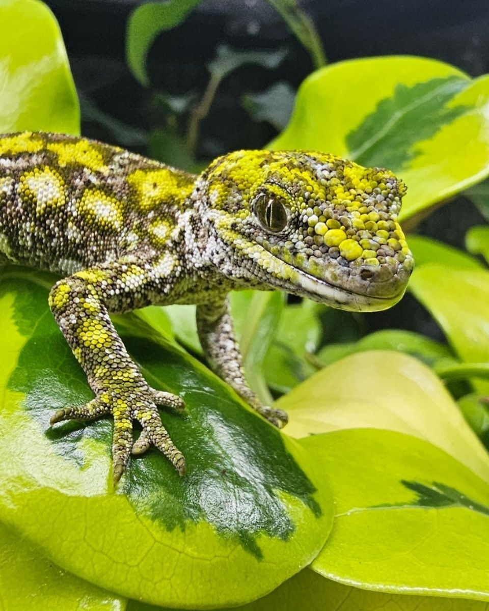 A West Coast green gecko climbing a twig among leaves