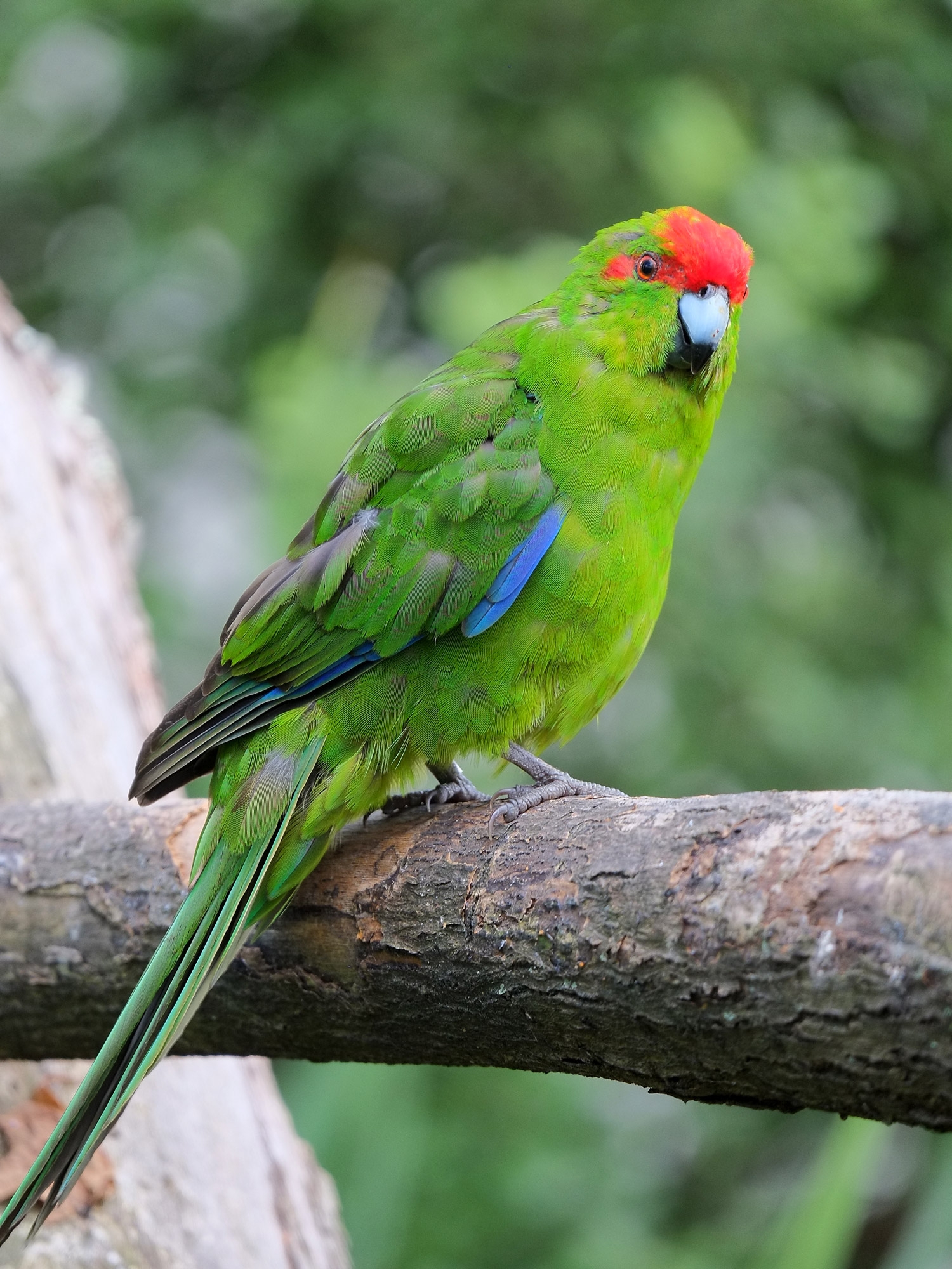 A red-crowned kākāriki perched on a branch