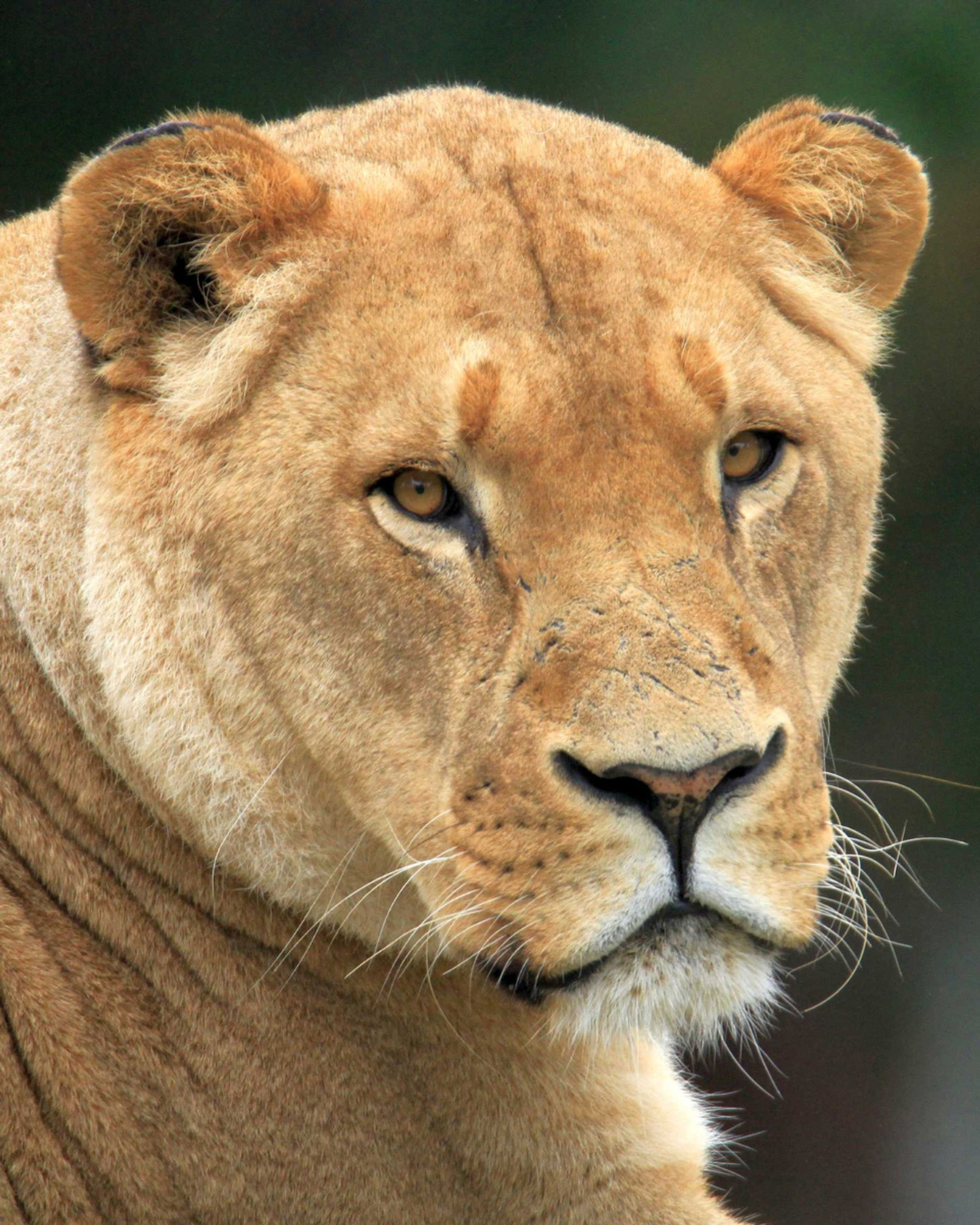 Close up of a lion face