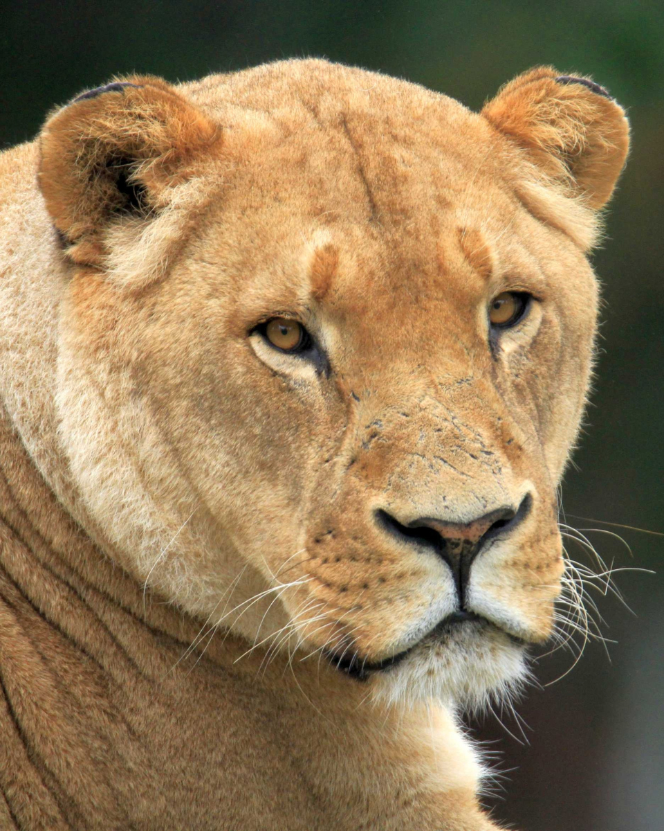 Close up of a lion face