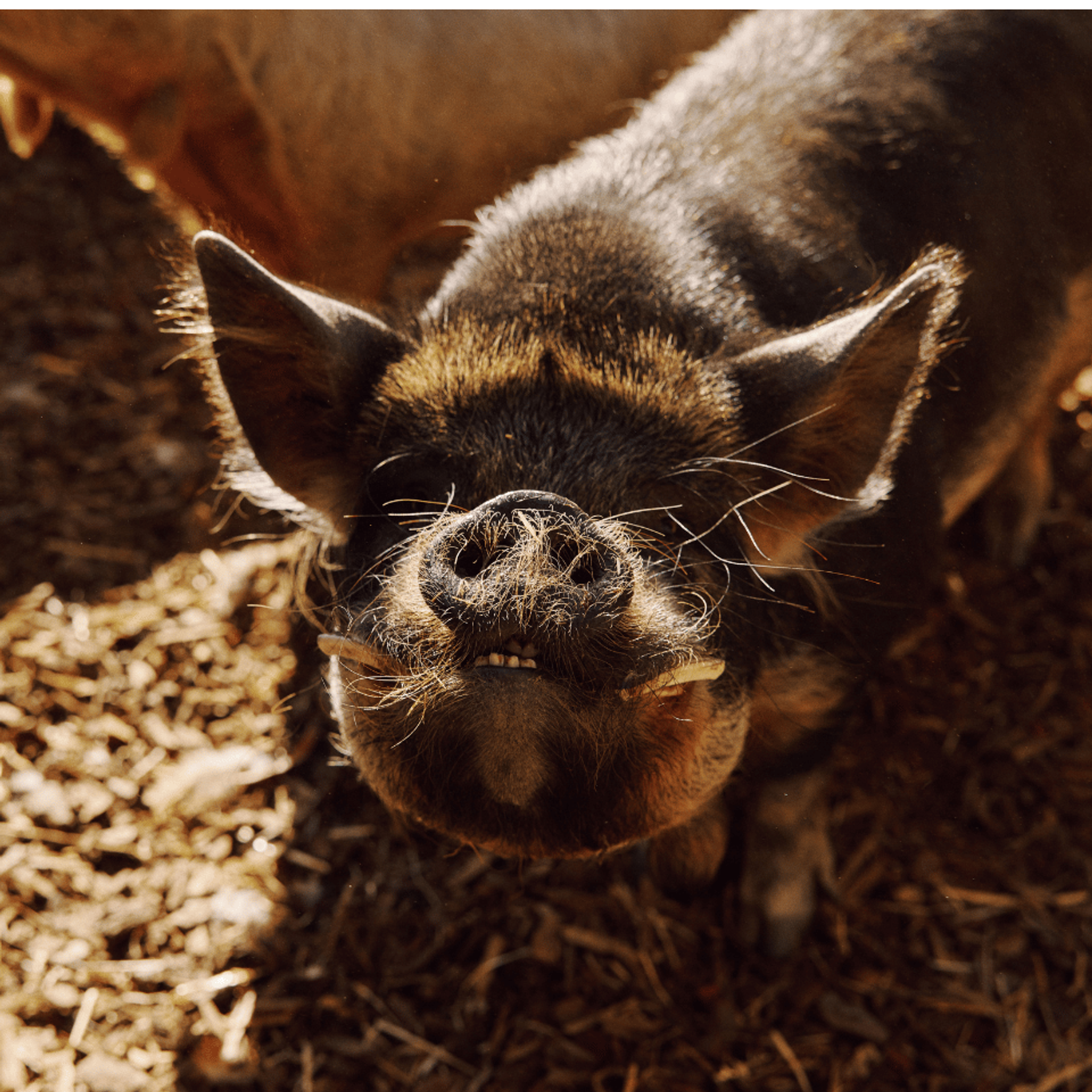 A hairy kune kune pig sniffing towards the camera