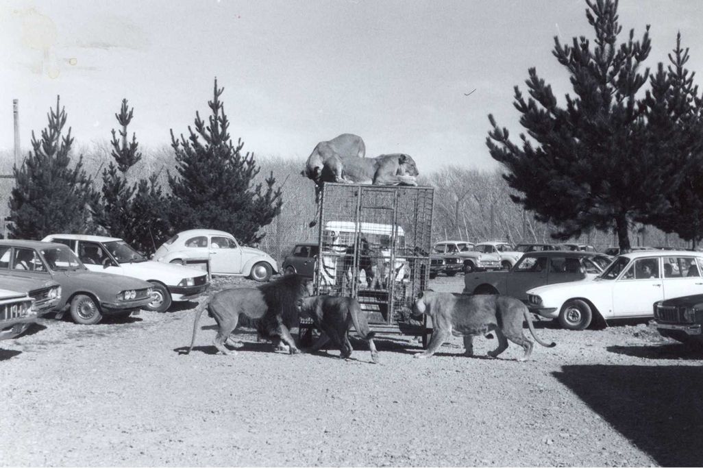 Historic black and white photo of lions walking among visitors' cars, with more lions on top of a caged truck