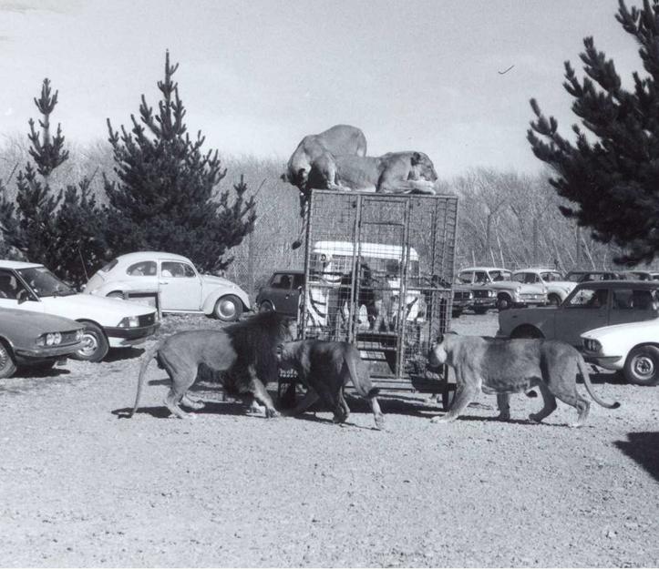 Historic black and white photo of lions walking among visitors' cars, with more lions on top of a caged truck