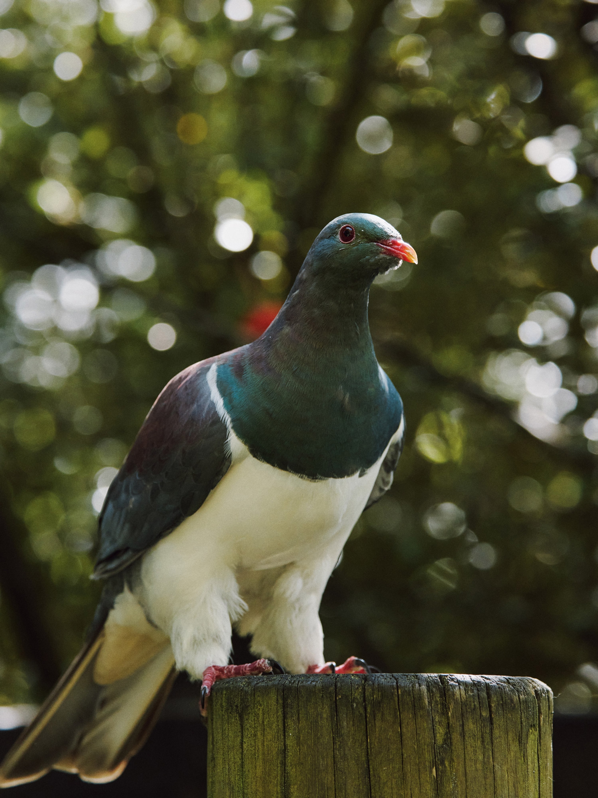 A kererū perched on a wooden post