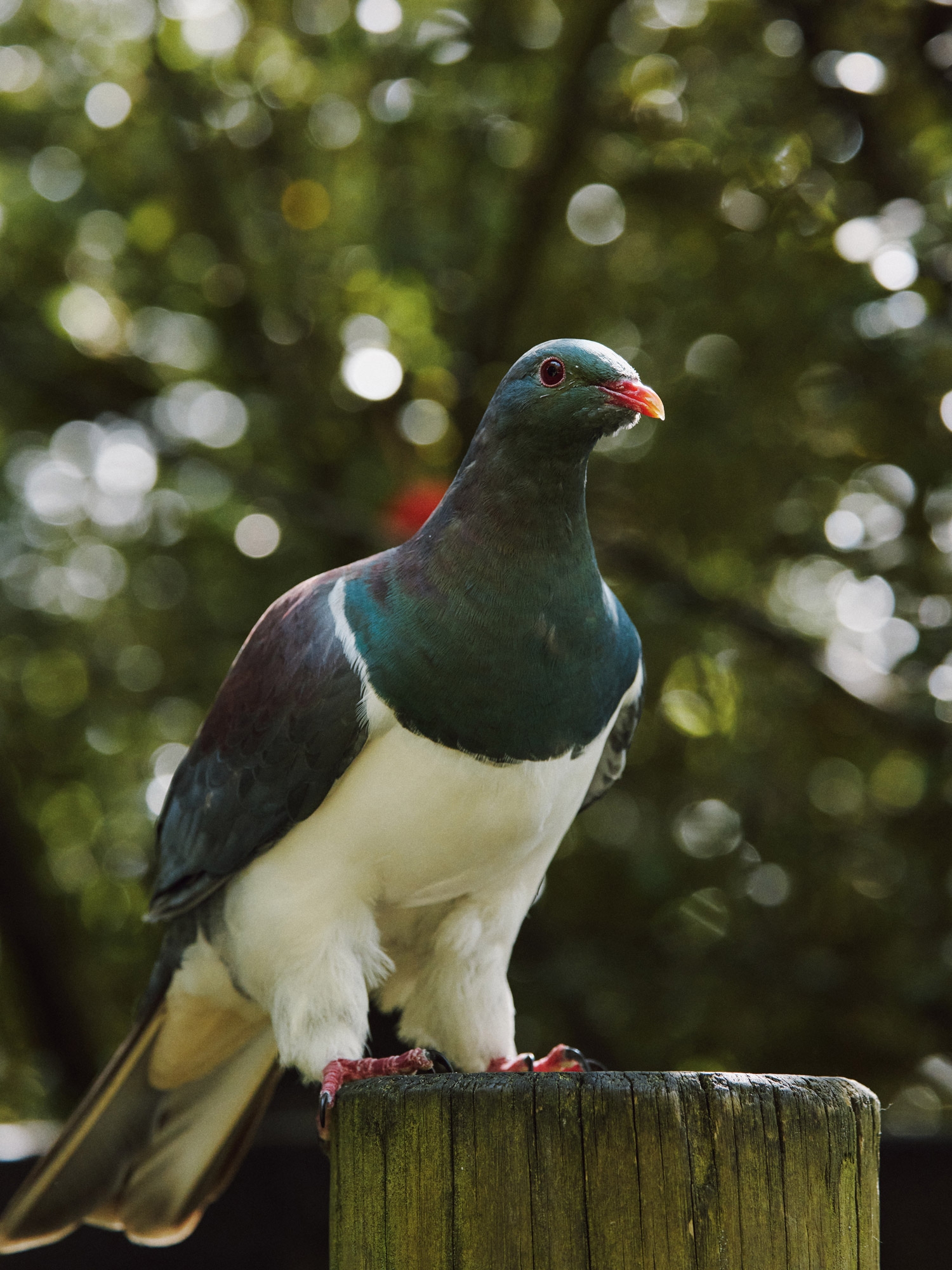 A kererū perched on a wooden post