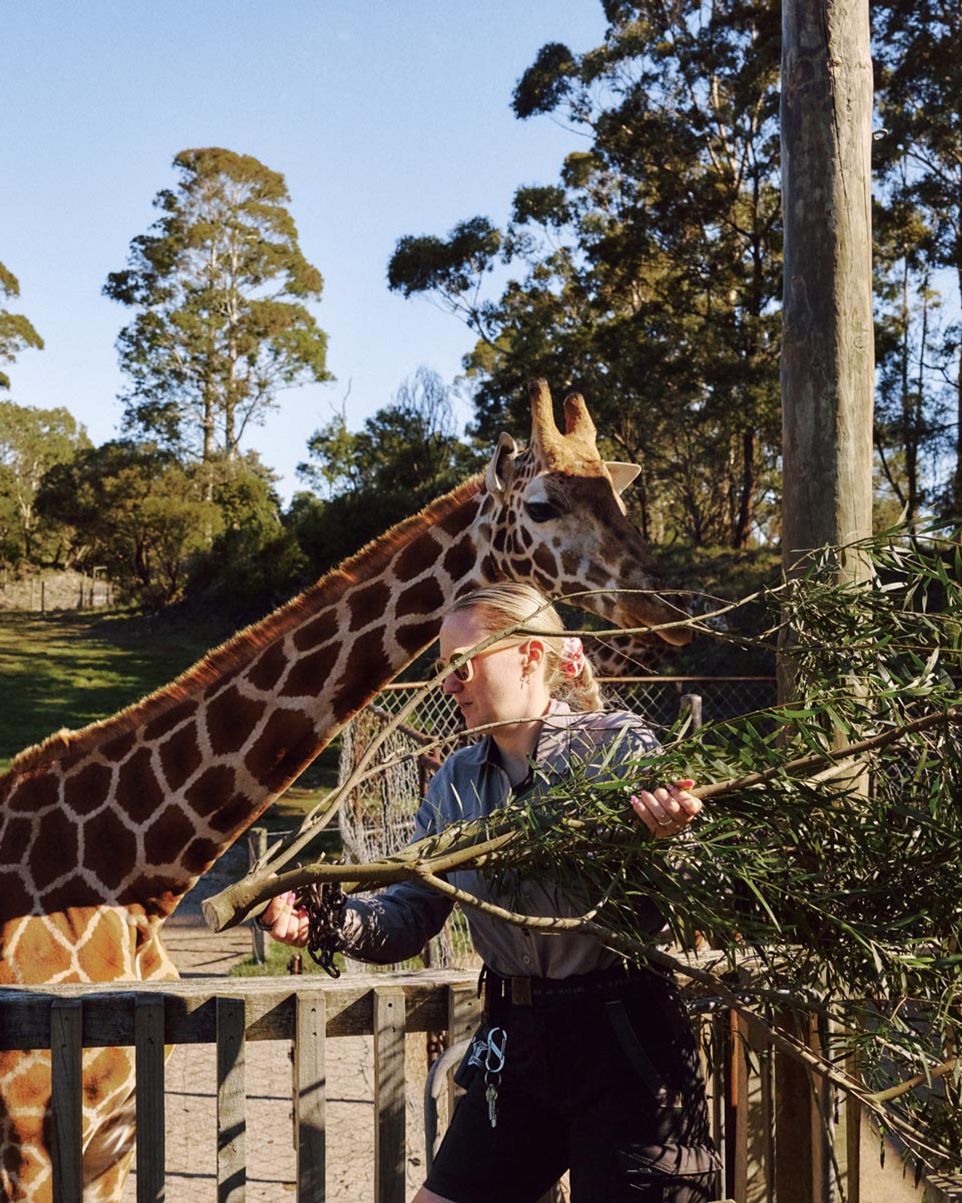 A keeper carrying leafy branches past a giraffe