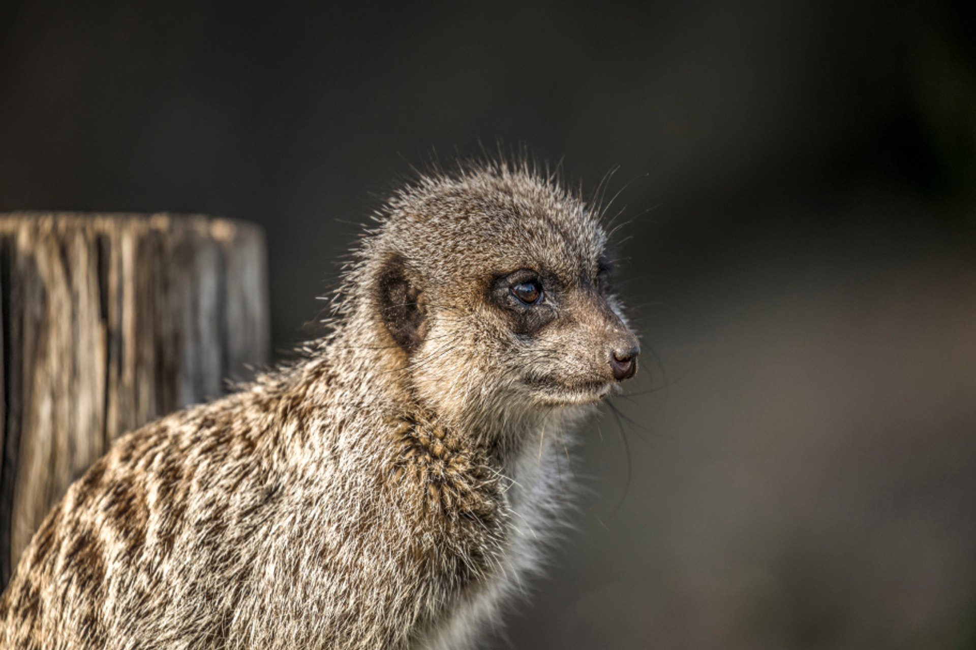 Meerkats standing alert