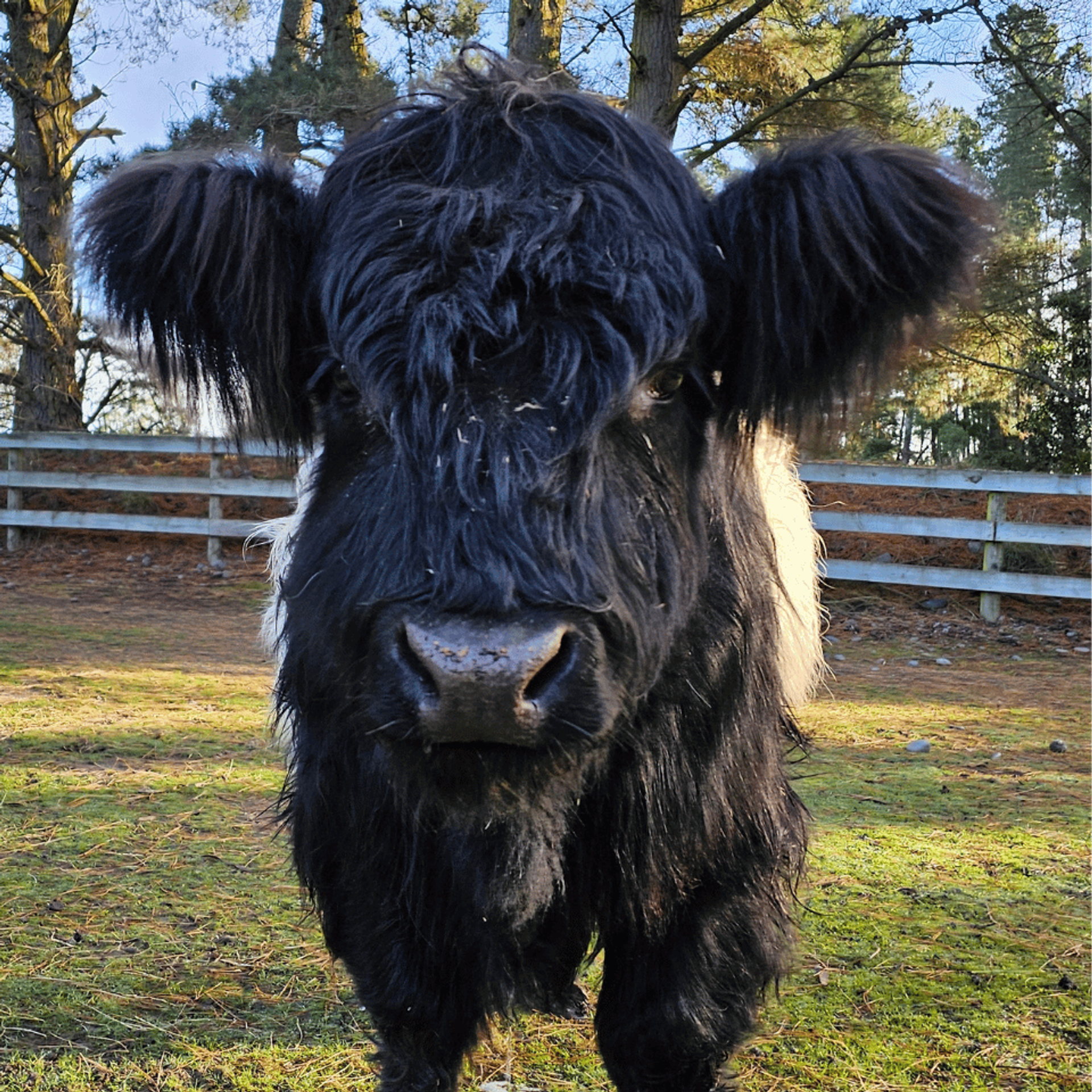 A shaggy black miniature Belted Galloway cross standing in a paddock
