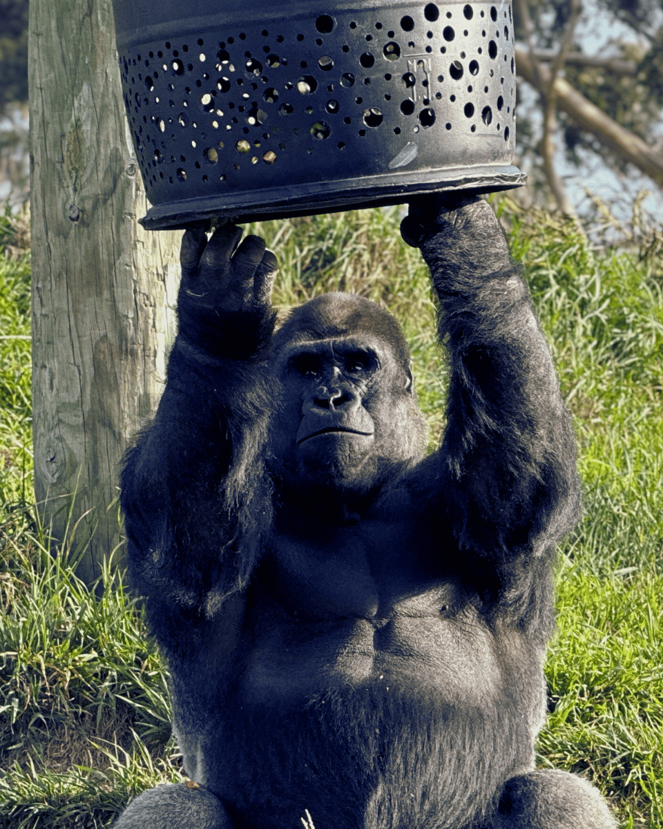 A gorilla holding an enrichment feeder above its head