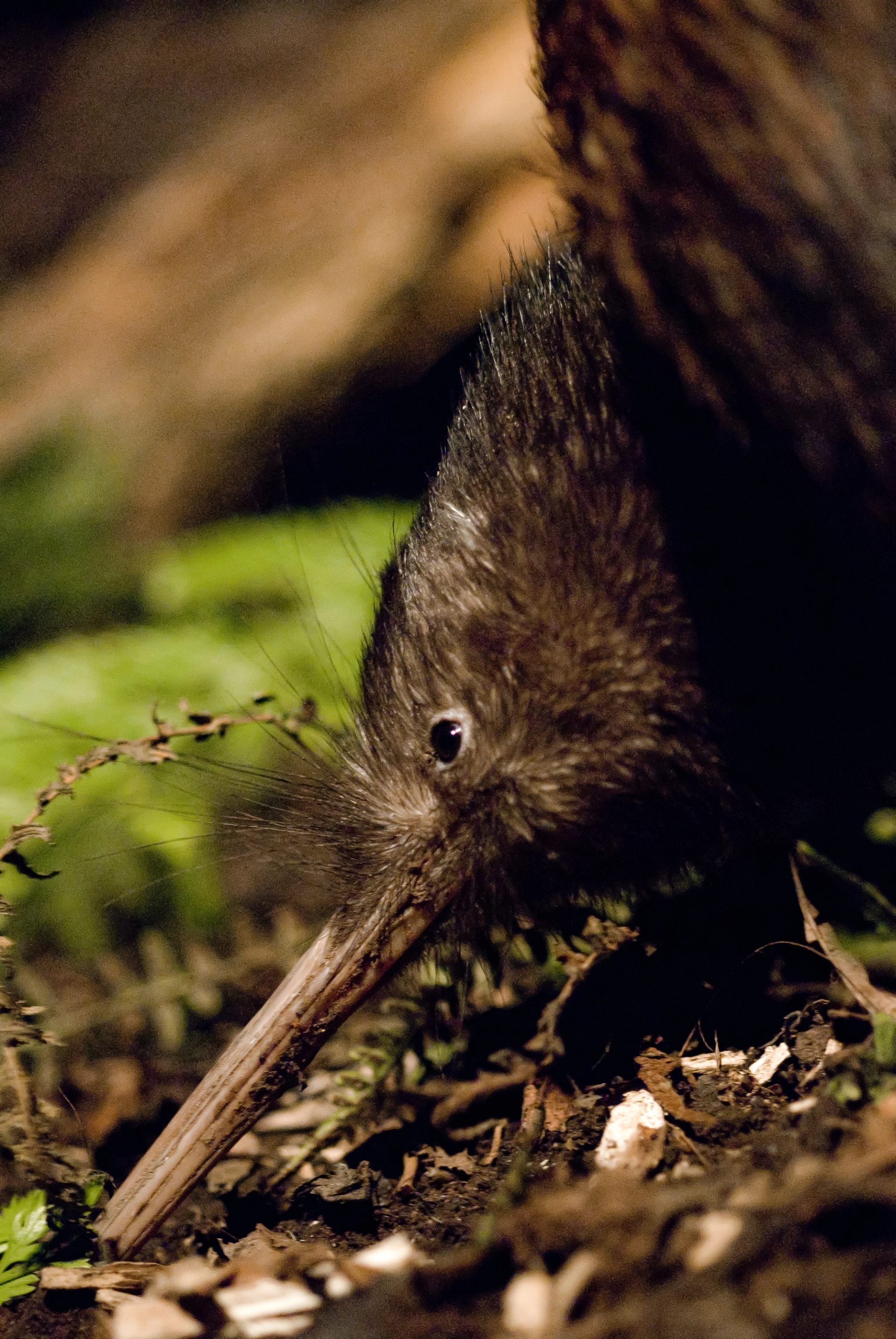Kiwi House Opened
