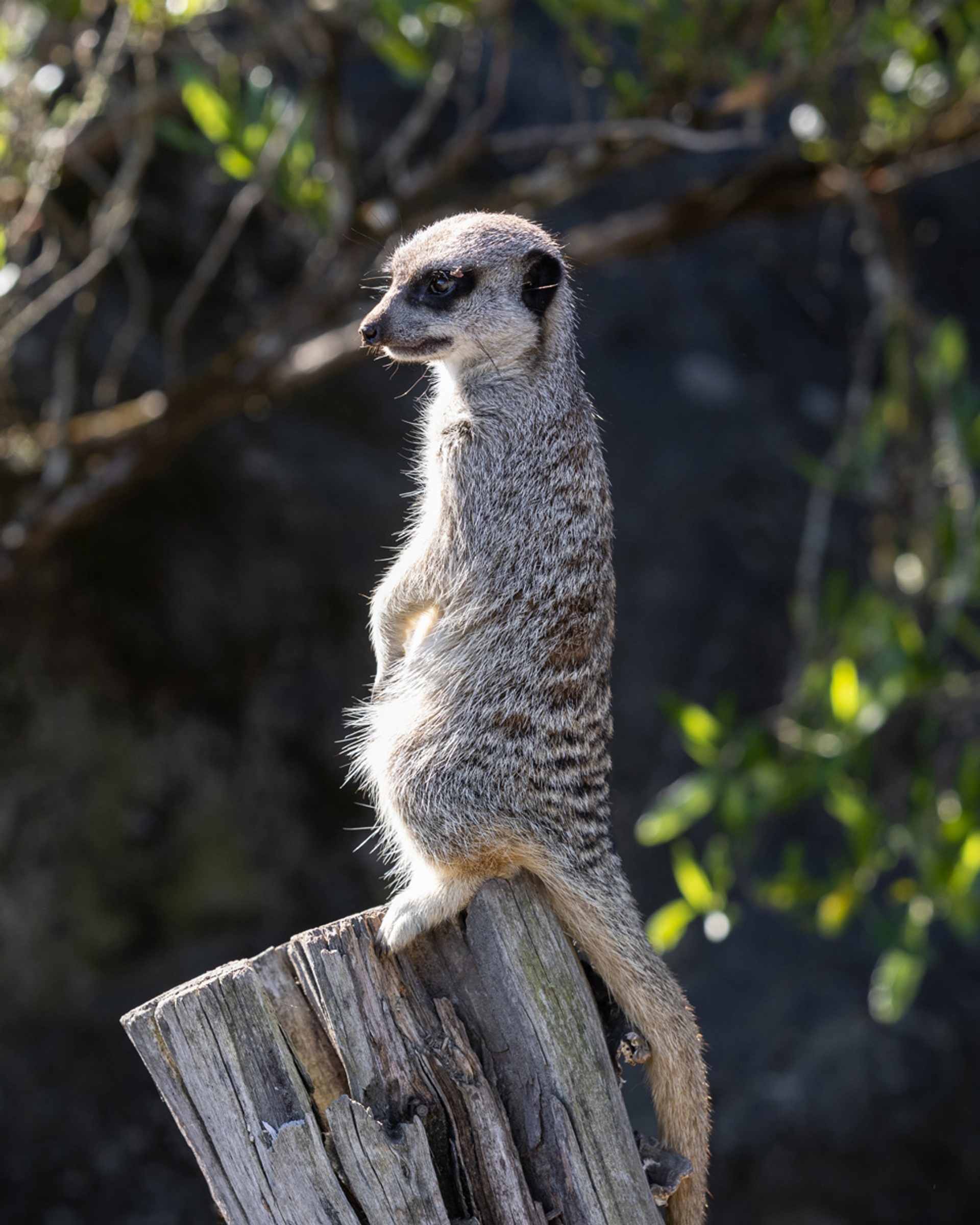A meerkat standing upright on a tree stump, keeping watch
