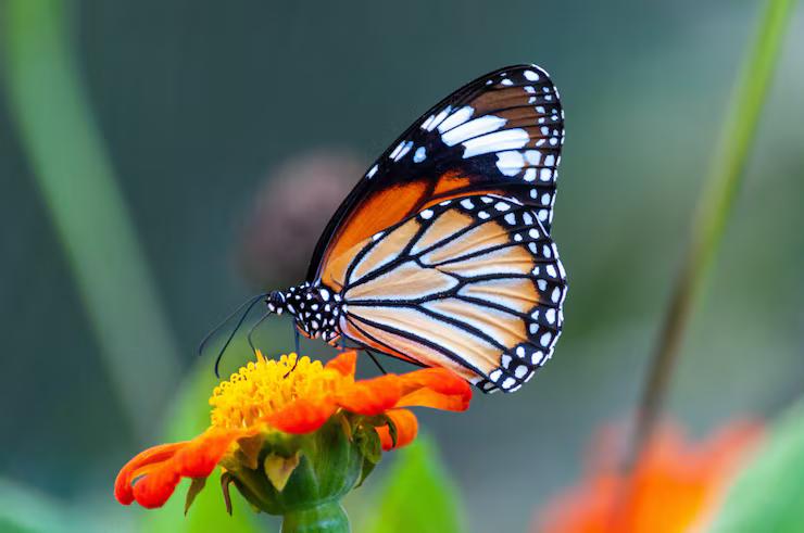 butterfly