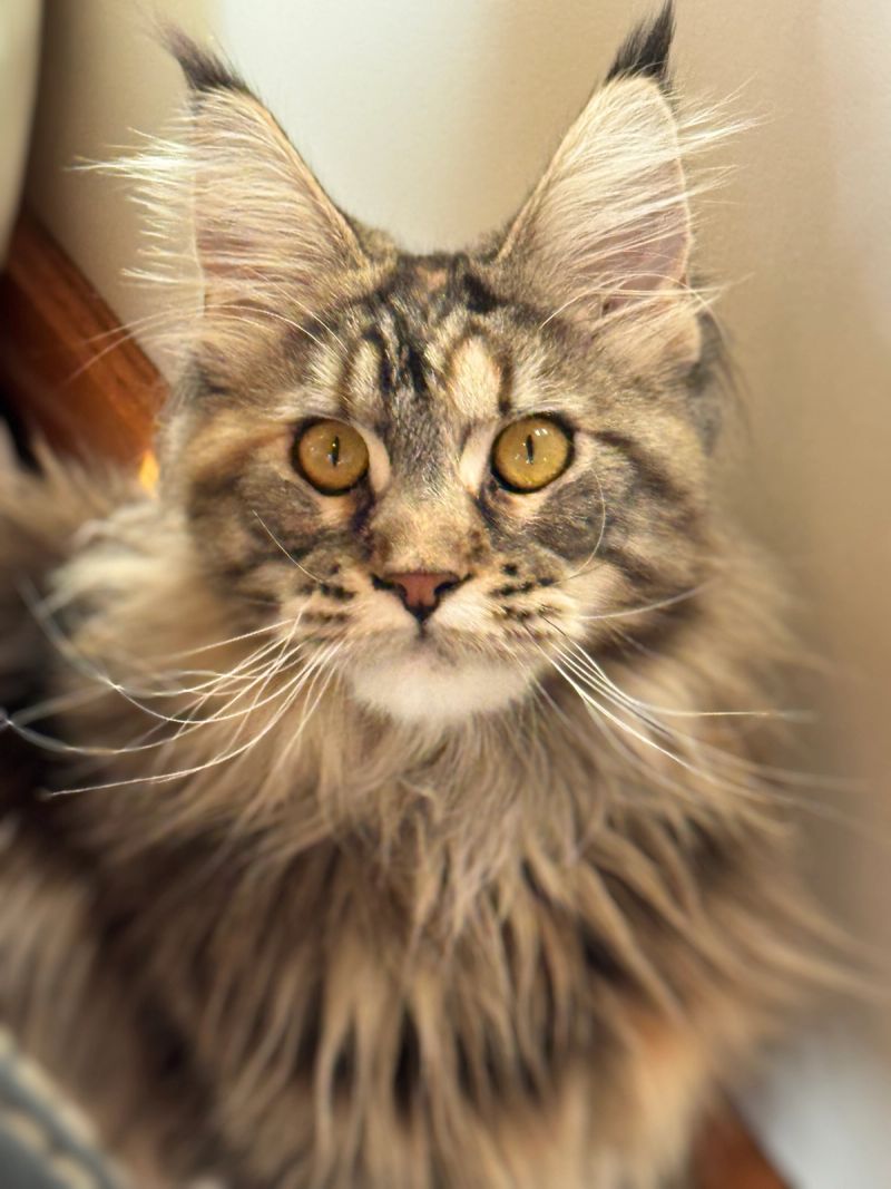 Feyra, Black Tortie with Tabby Markings (F22), Polydactyl (6/6/6/6) Maine Coon