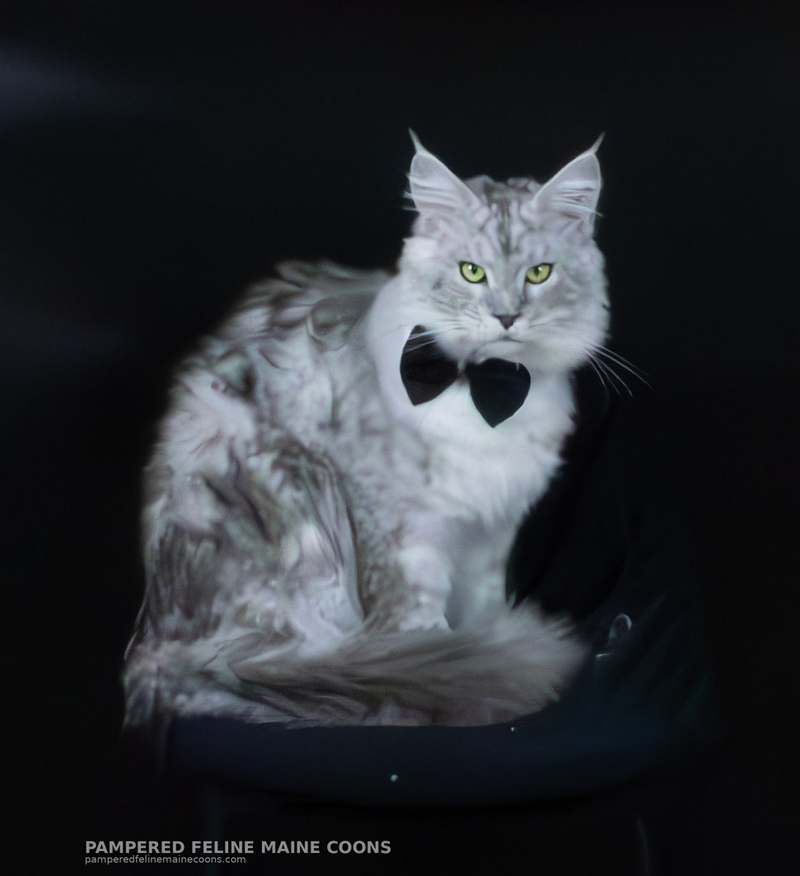 Rowan, Black Silver Tabby (NS22) Maine Coon