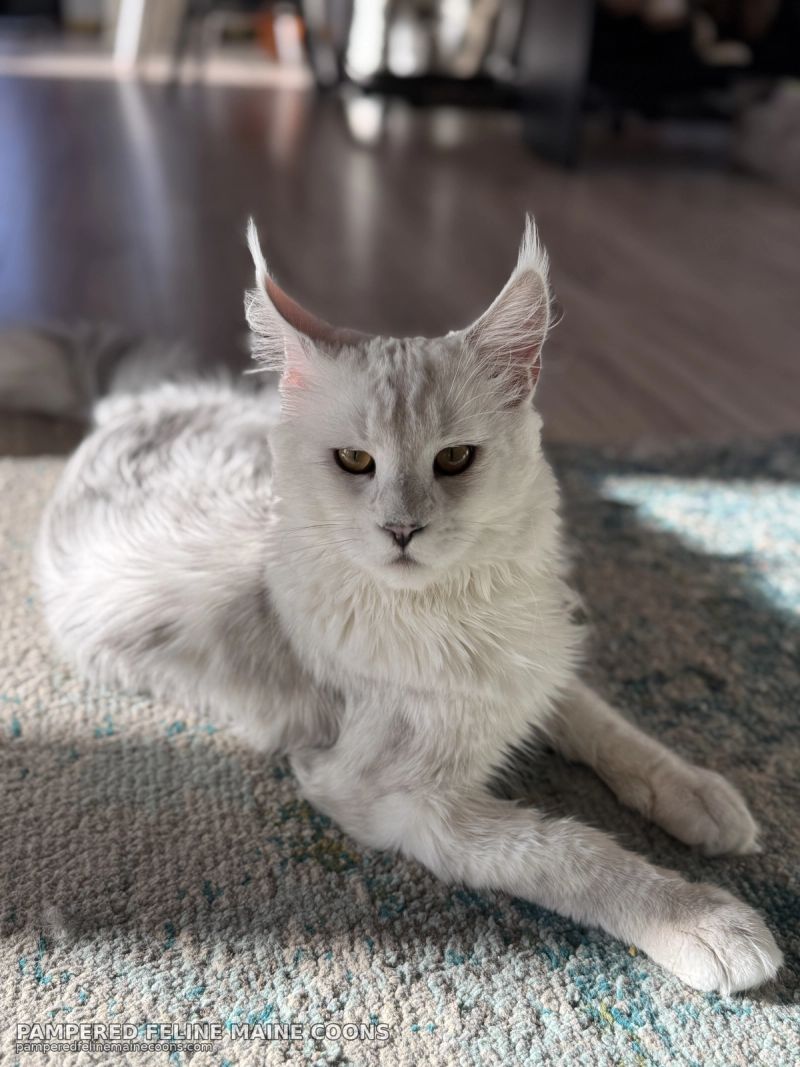Aedion, Blue Silver Shaded (AS11) Maine Coon