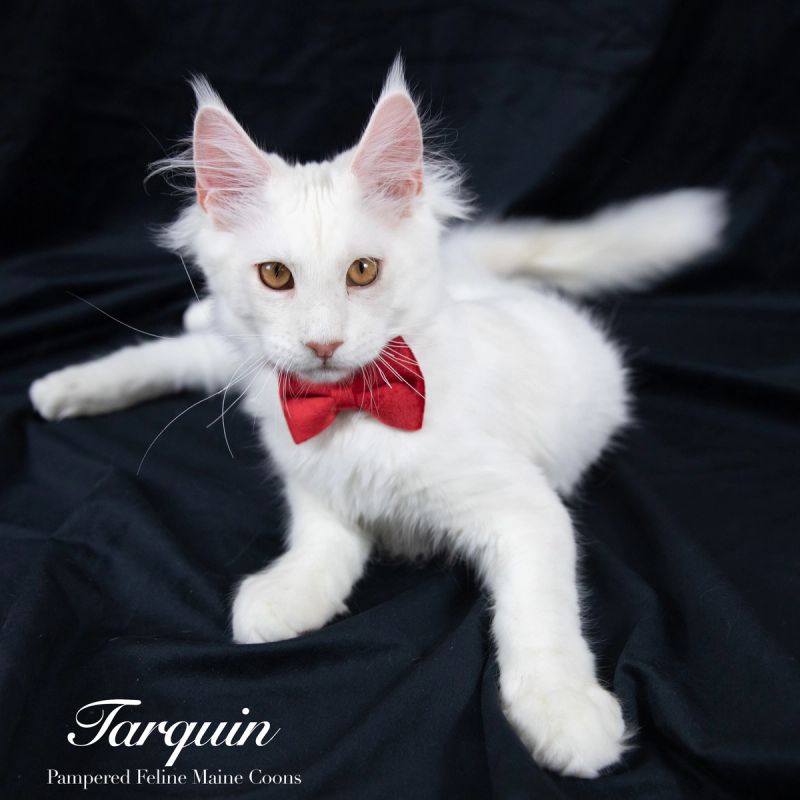 Tarquin, Cream Shaded Silver Maine Coon kitten, photo 4 of 20