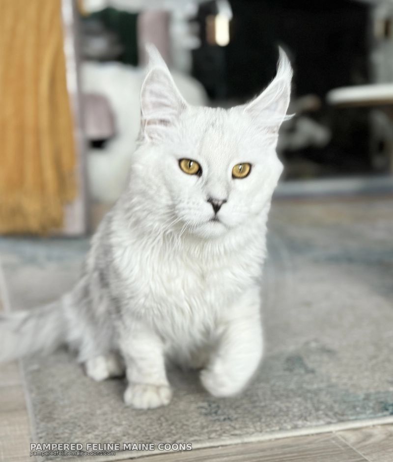 Aedion, Blue Silver Shaded (AS11) Maine Coon