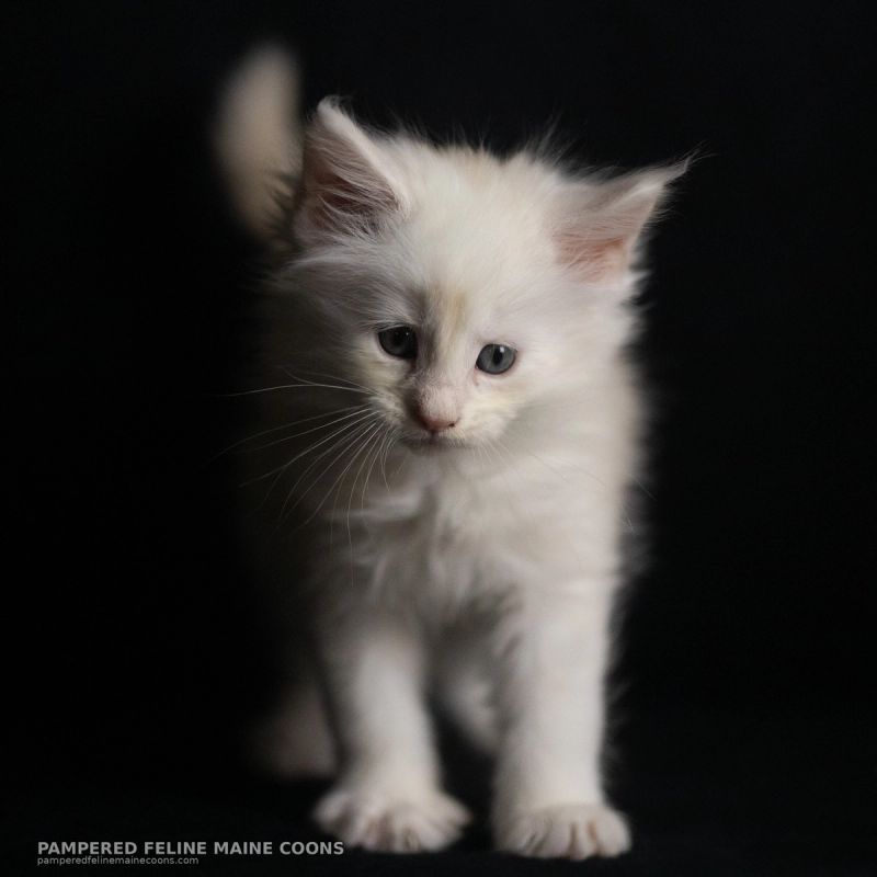 Helion, Cream Shaded Silver Maine Coon kitten, photo 11 of 16