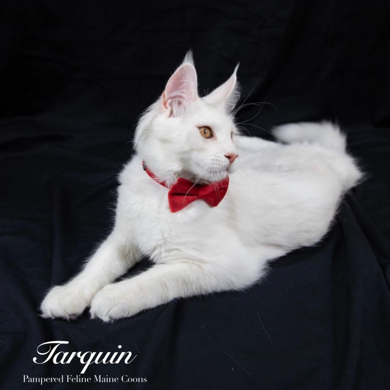 Tarquin, Cream Shaded Silver Maine Coon kitten, photo 5 of 20