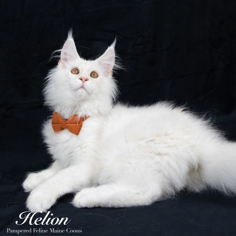 Helion, Cream Shaded Silver Maine Coon kitten, photo 2 of 16