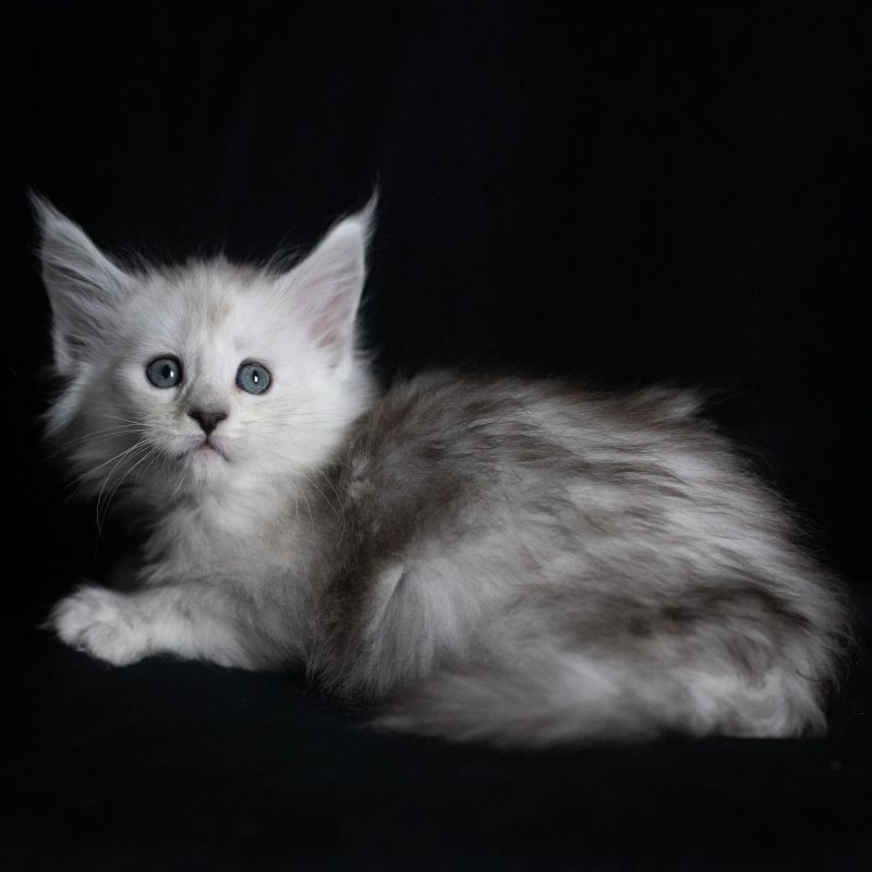 Elain, Poly Blue Shaded Silver (6/6/6/6) Maine Coon kitten