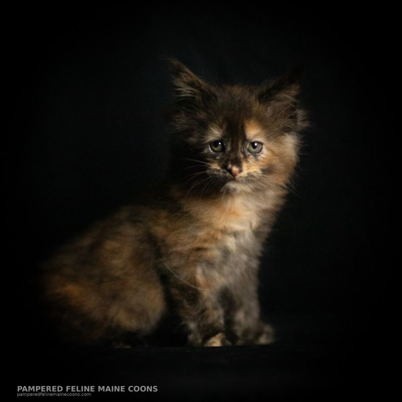 Amren, Tortie Maine Coon kitten, photo 12 of 19