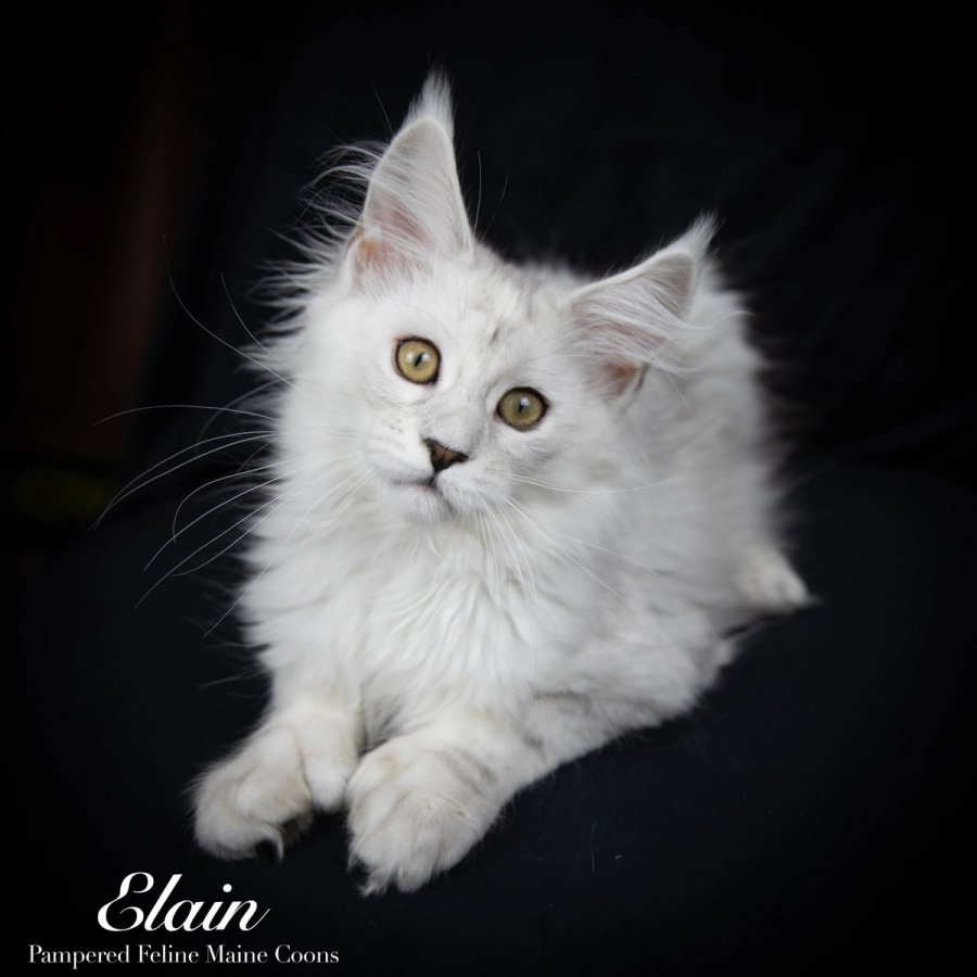 Elain, Poly Blue Shaded Silver (6/6/6/6) Maine Coon kitten