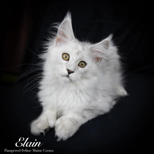 Elain, Poly Blue Shaded Silver (6/6/6/6) Maine Coon kitten