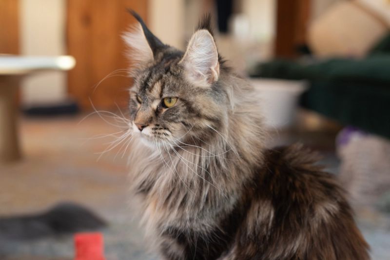 Feyra, Black Tortie with Tabby Markings (F22), Polydactyl (6/6/6/6) Maine Coon
