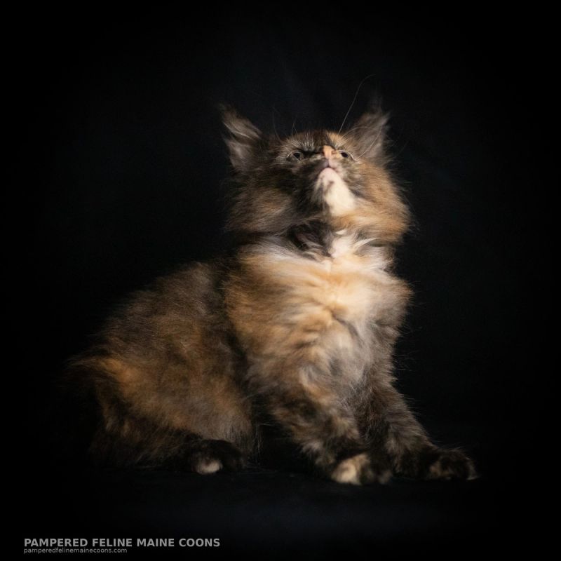 Amren, Tortie Maine Coon kitten, photo 18 of 19