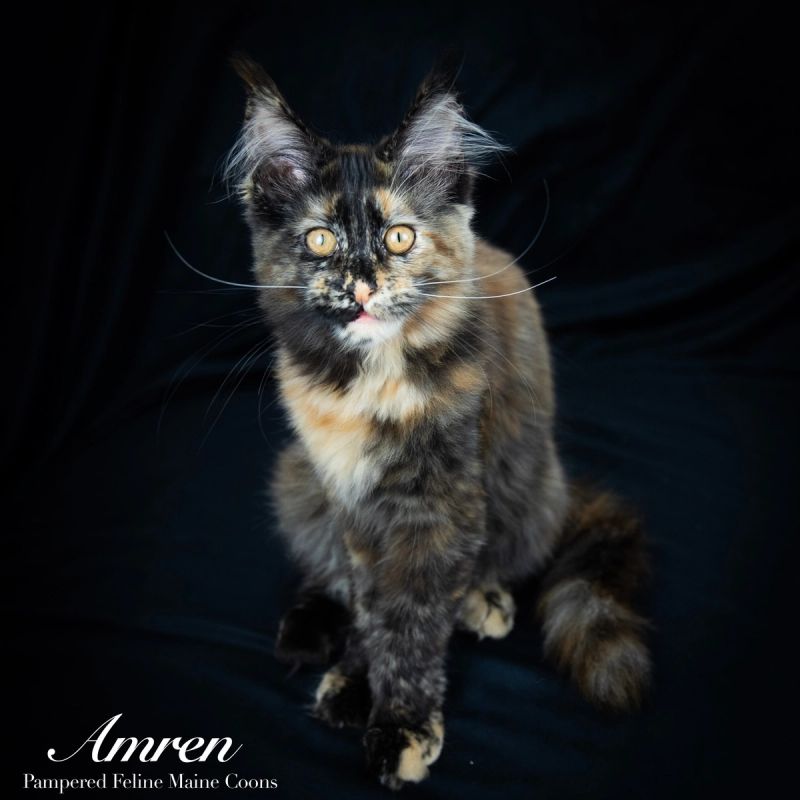 Amren, Tortie Maine Coon kitten, photo 5 of 19