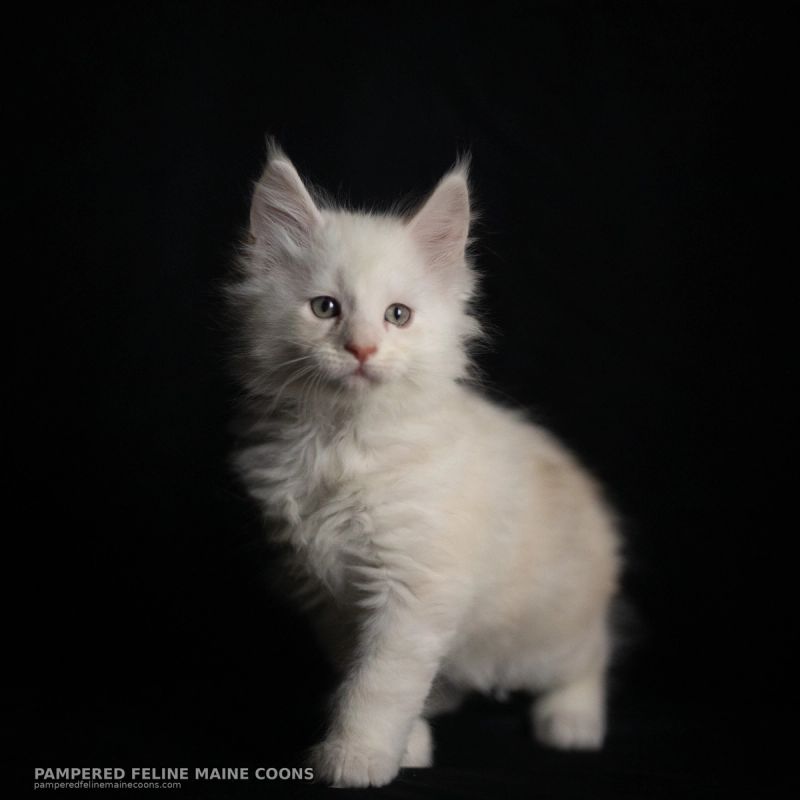 Tarquin, Cream Shaded Silver Maine Coon kitten, photo 18 of 20