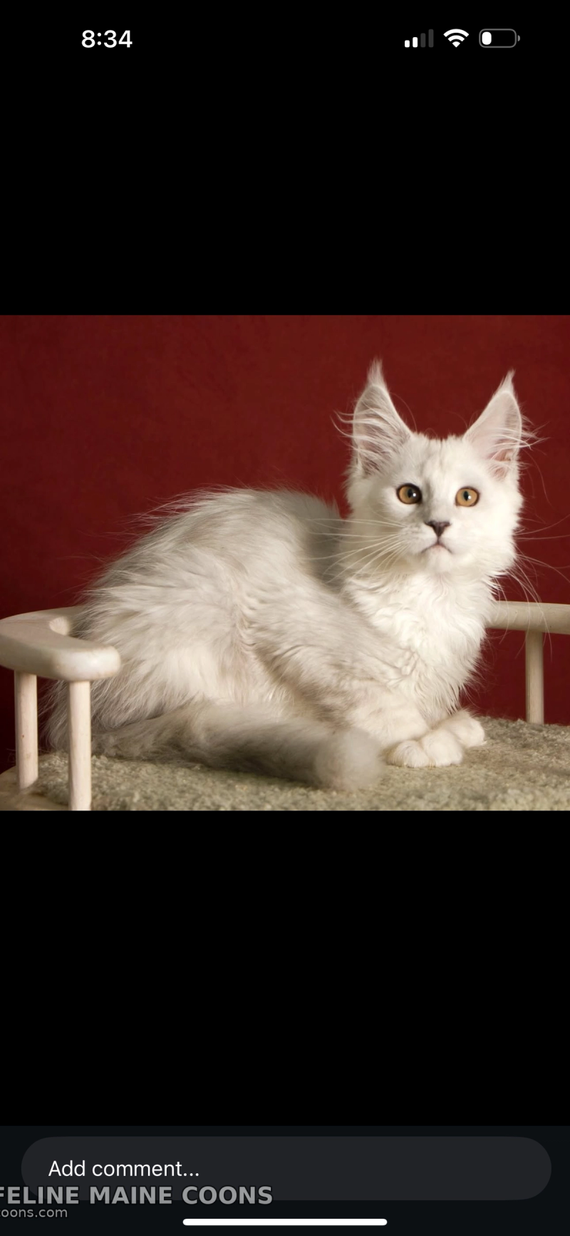 Aedion, Blue Silver Shaded (AS11) Maine Coon