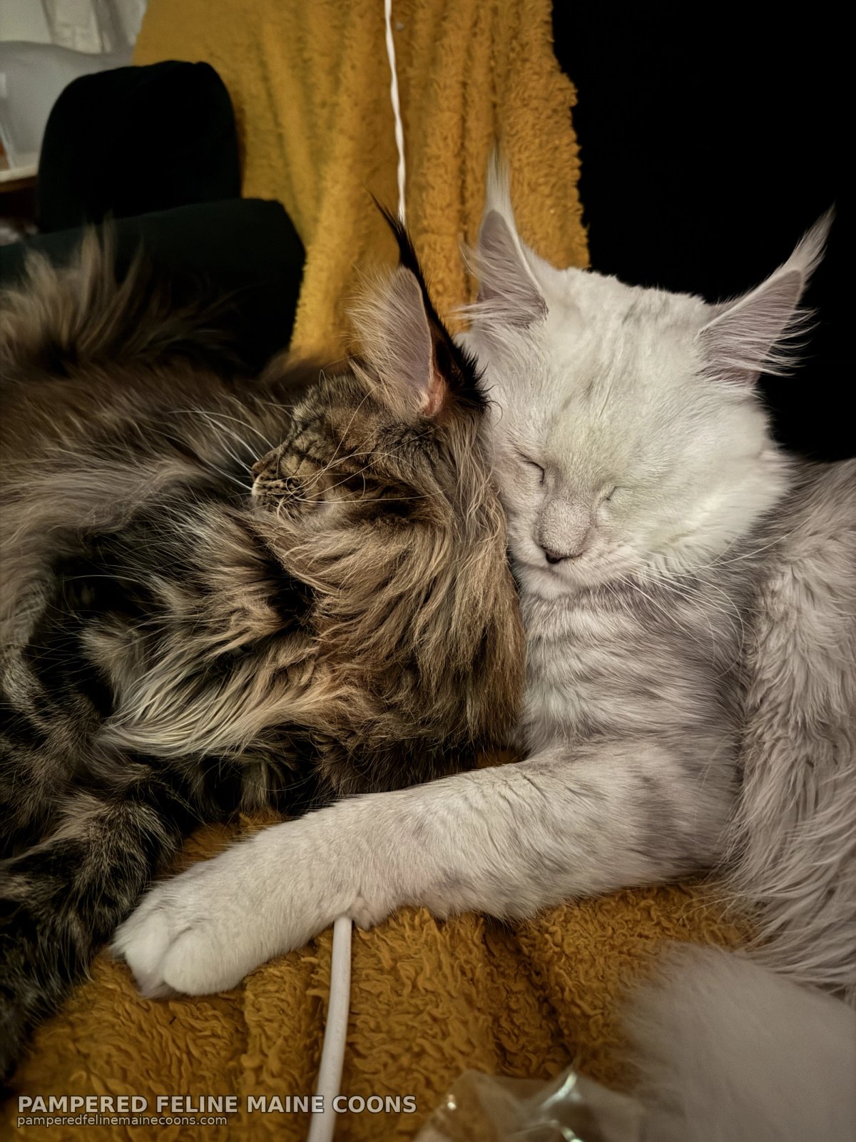 Aedion (CFA Champion) and Feyra — Pampered Feline Maine Coons