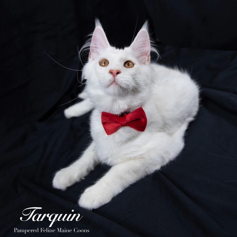 Tarquin, Cream Shaded Silver Maine Coon kitten, photo 11 of 20
