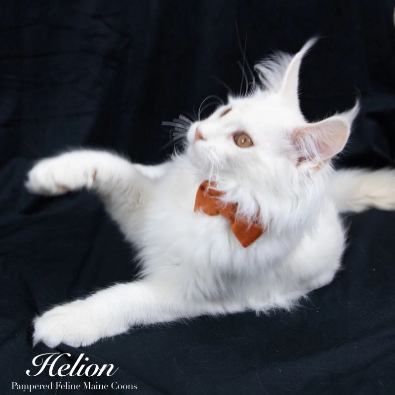 Helion, Cream Shaded Silver Maine Coon kitten, photo 3 of 16