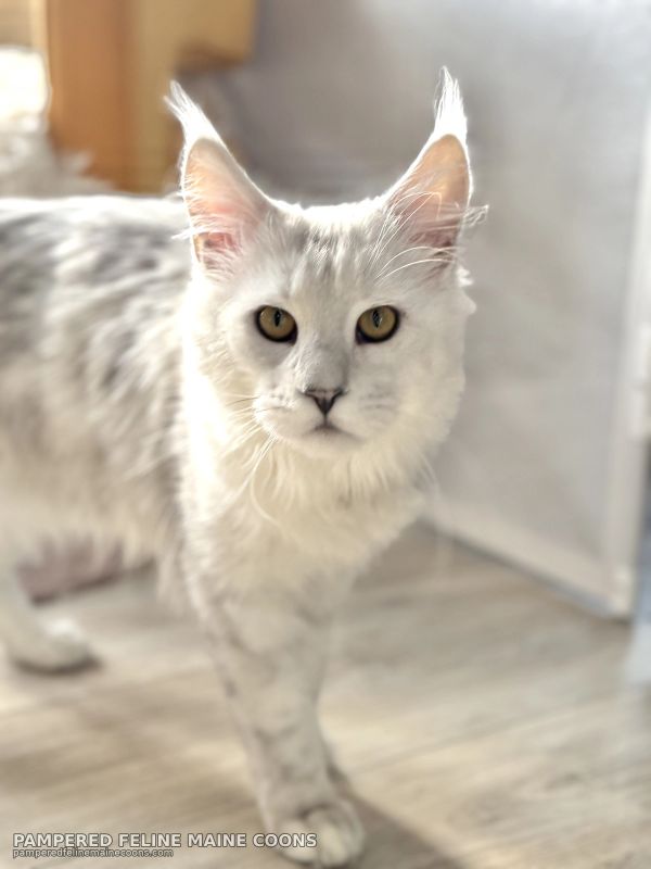 Aedion, Blue Silver Shaded (AS11) Maine Coon, sire of our winter litter