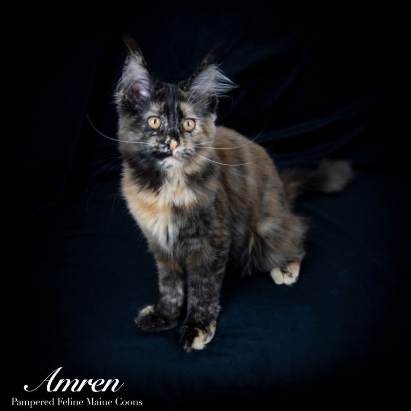 Amren, Tortie Maine Coon kitten, photo 8 of 19