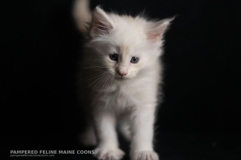 Helion, Cream Shaded Silver Maine Coon kitten, photo 12 of 16