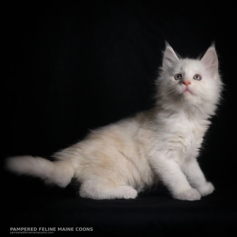 Tarquin, Cream Shaded Silver Maine Coon kitten, photo 17 of 20