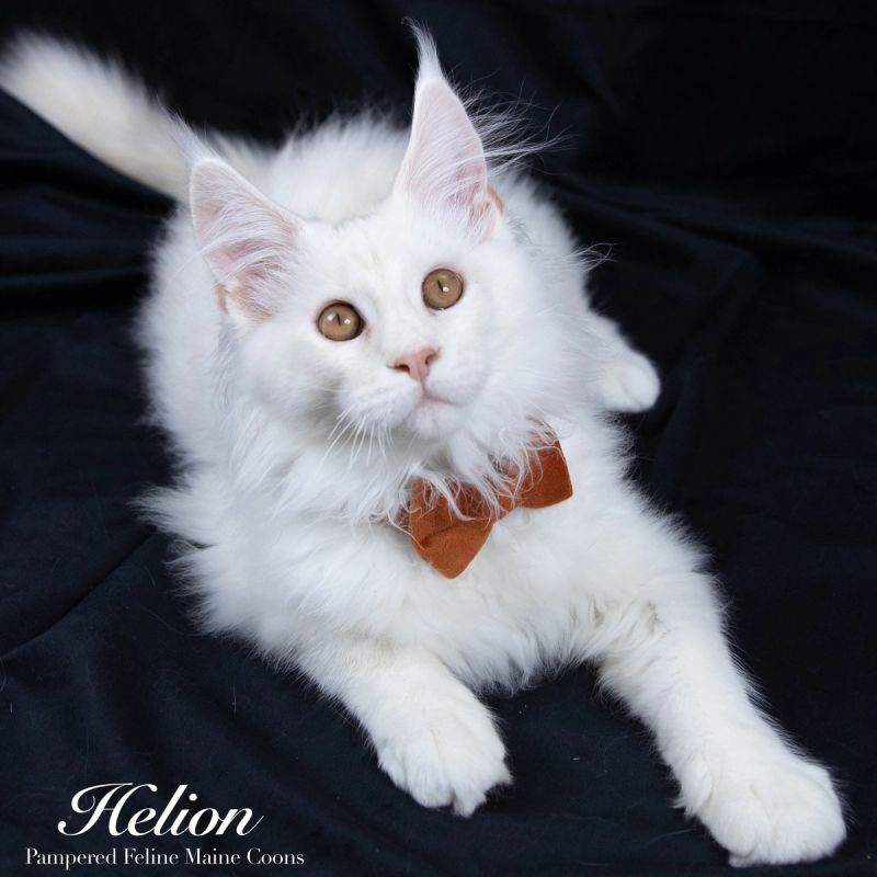 Helion, Cream Shaded Silver Maine Coon kitten, photo 7 of 16