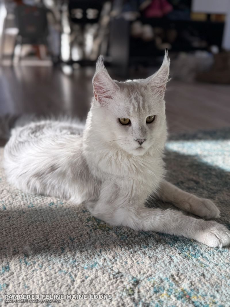 Aedion, Blue Silver Shaded (AS11) Maine Coon