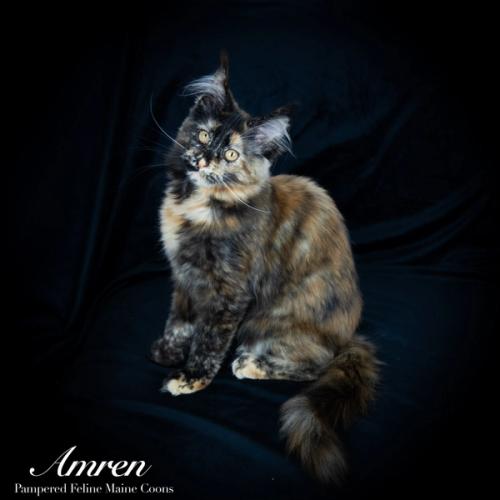 Amren, Tortie Maine Coon kitten, now in their forever home
